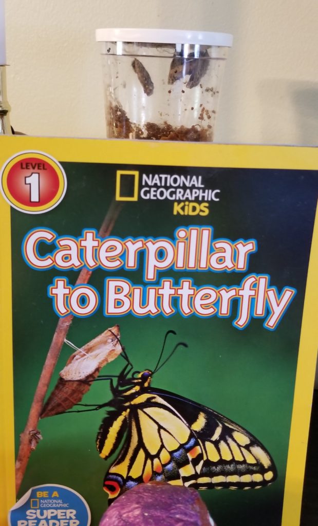 Caterpillar to Butterfly