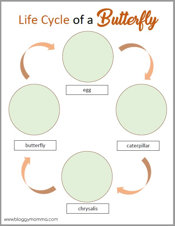 Butterfly life cycle