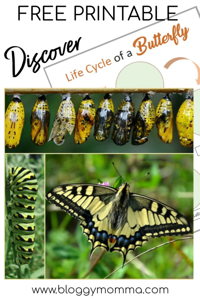 Discovering the Butterfly Life Cycle