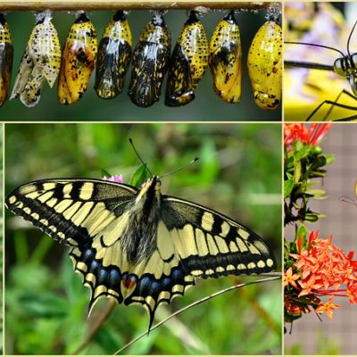 Discovering the Butterfly Life Cycle