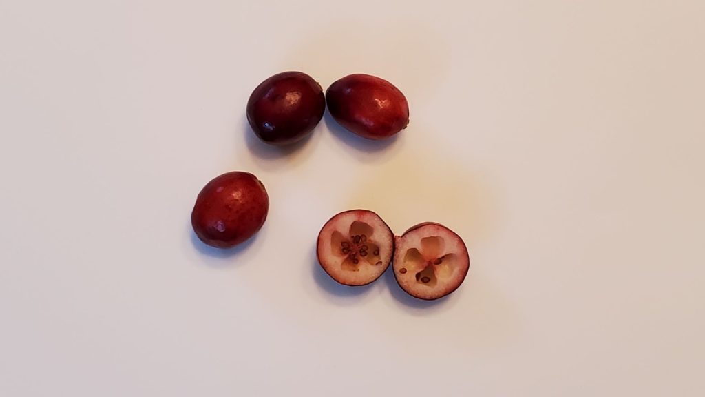 ANATOMY OF A CRANBERRY