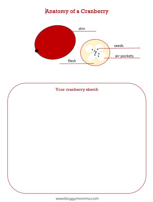 Anatomy of a Cranberry