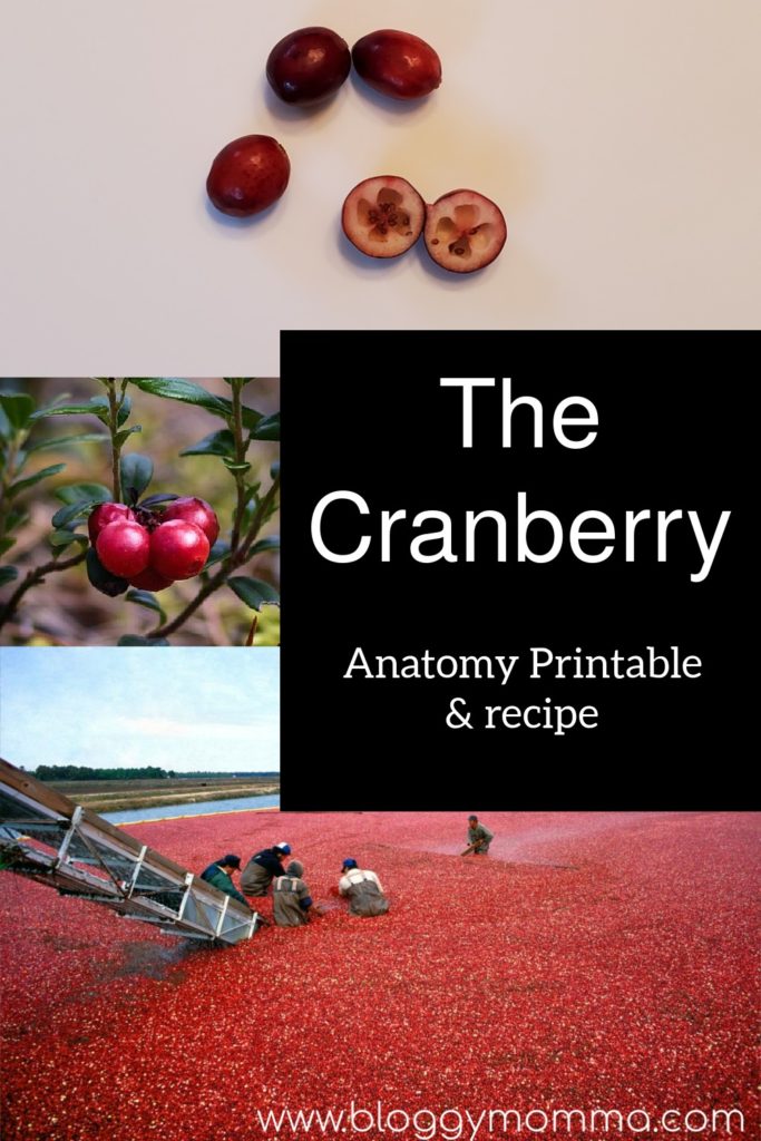 Cranberry Anatomy  Printable & Recipe