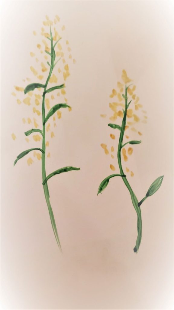 Goldenrod Watercolor Art