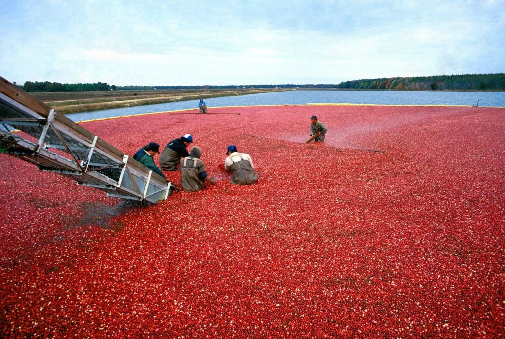 cranberry bog
