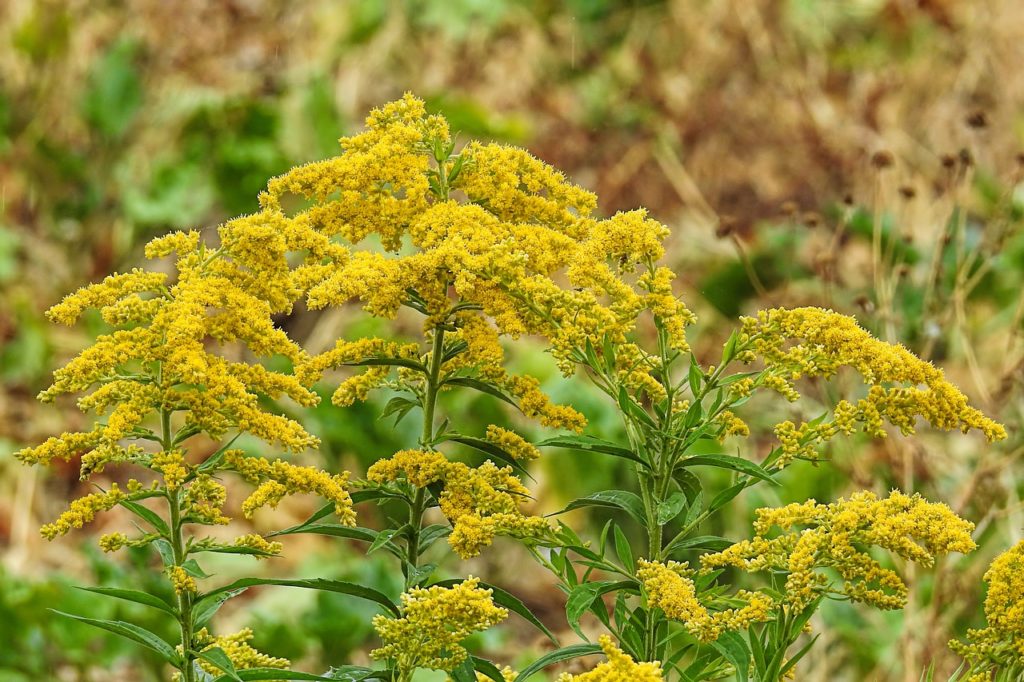 Goldenrod wildflower