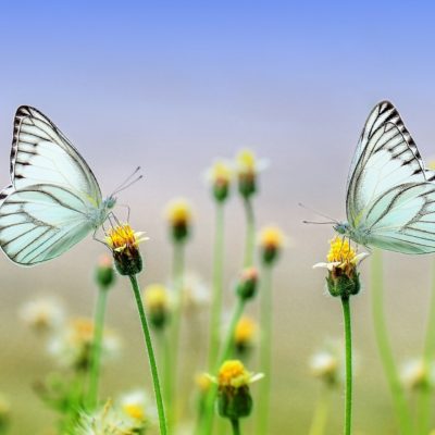 HOW TO GROW YOUR OWN BUTTERFLIES | BUTTERFLY UNIT STUDY