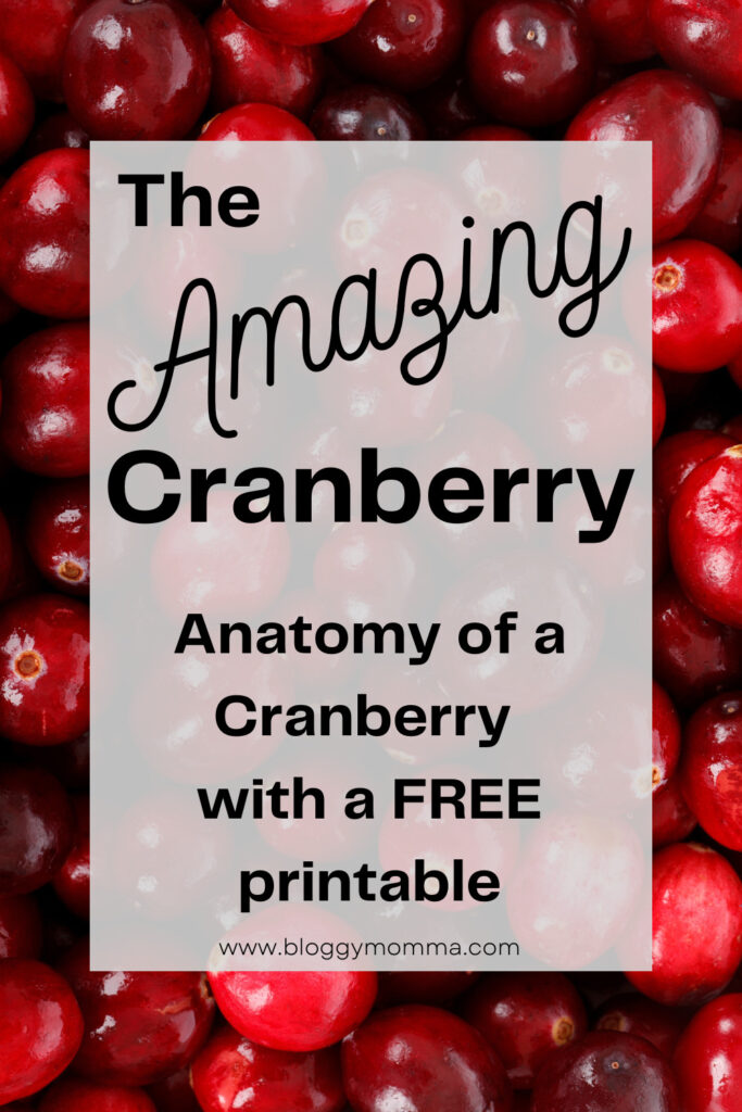 Discover the Cranberry